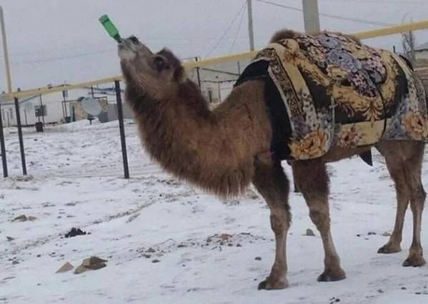 Нет названия