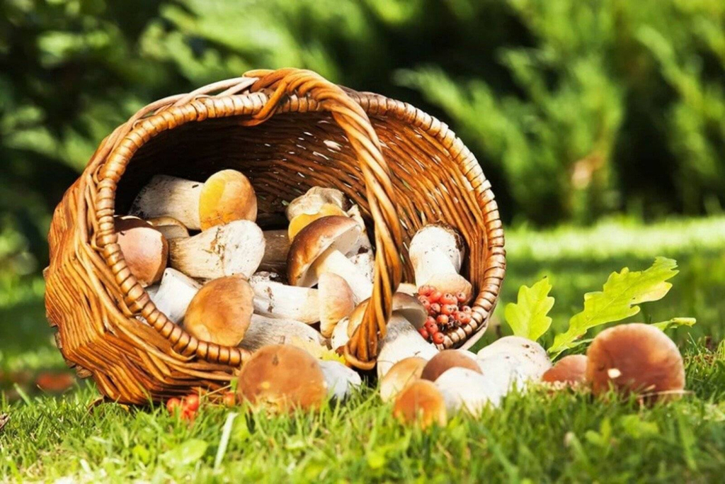 
                                            Собирать грибы и ягоды в Баянаульском районе может быть опасно для здоровья                                    