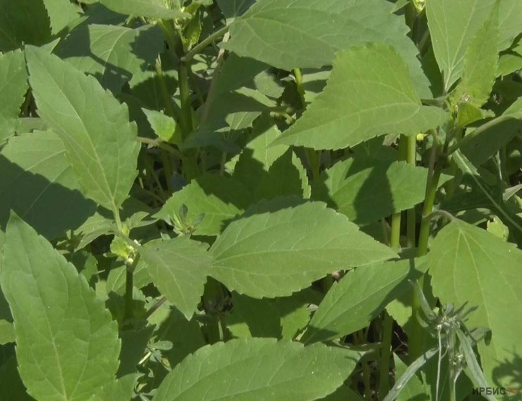 2427e6d168b3842171de19334bea0b6120d34769