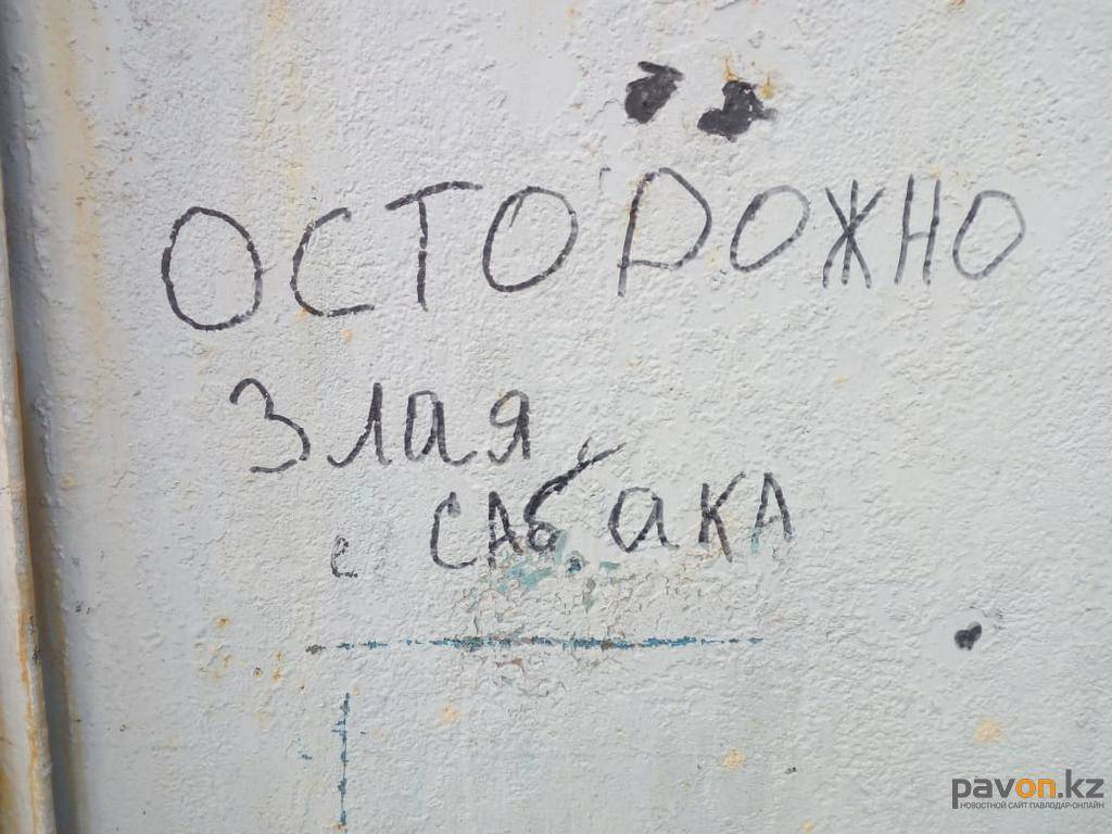 Собака покусала двух человек в Аксу / Павлодар-онлайн / Павлодар / Новости  / Павлодарский городской портал