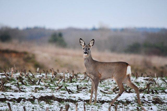 e3aa5592624bc36c70466e296168eaa9e8ee1260