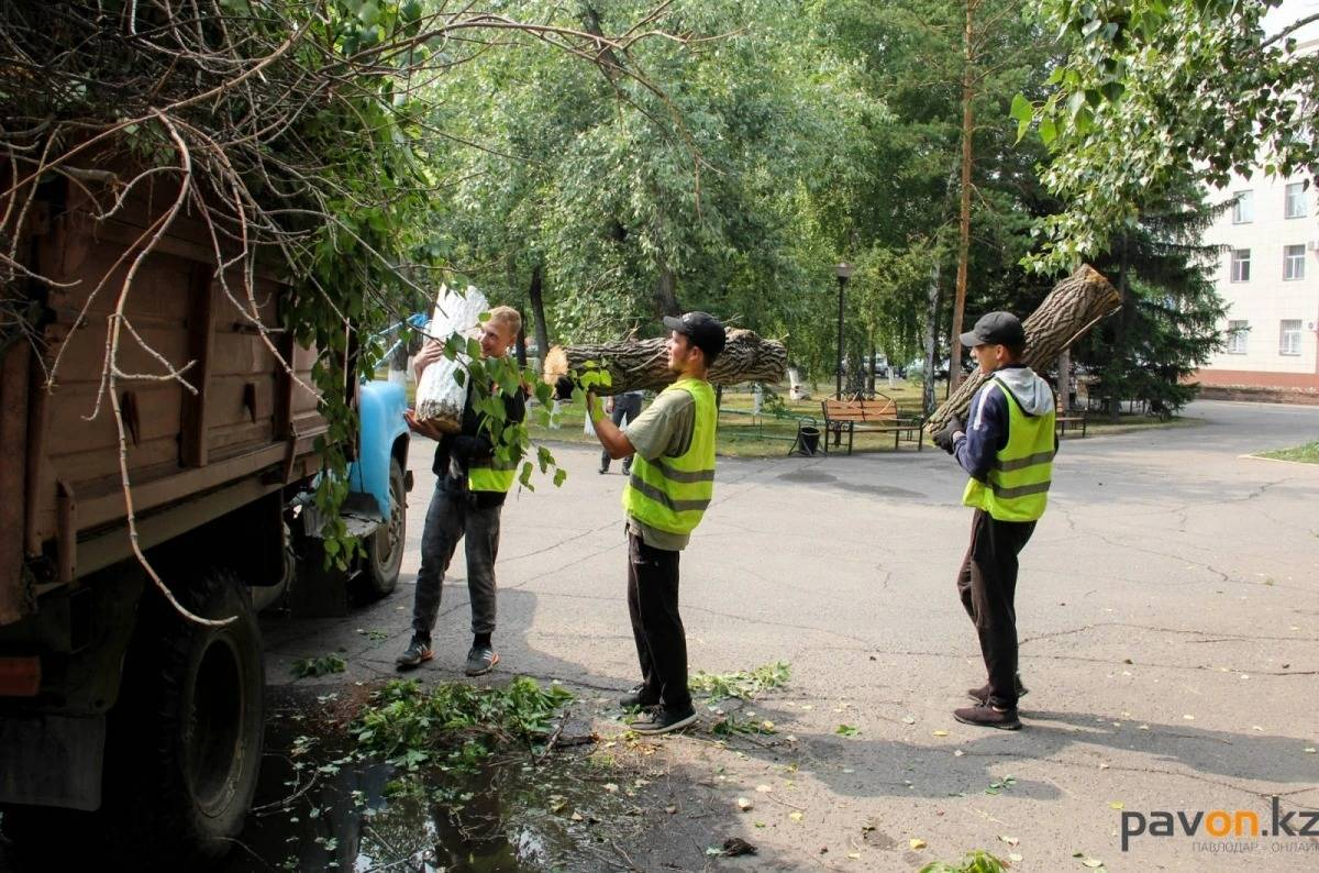 Как можно подать заявку для проведения обрезки деревьев во дворе / Павлодар-онлайн  / Павлодар / Новости / Павлодарский городской портал