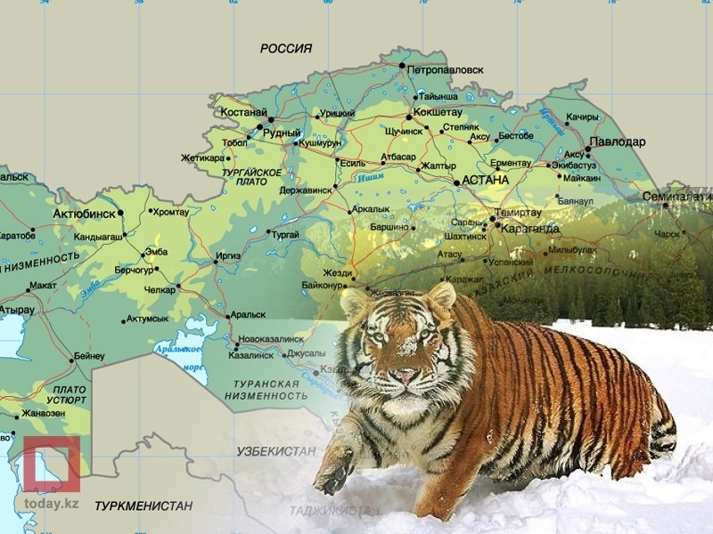 Тигр какое государство. Закавказский тигр. Туранский (Каспийский) тигр. Закавказский Туранский тигр. Туранский тигр в Казахстане.