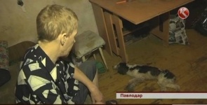 В Павлодаре мужчина месяц наблюдал за медленной смертью своей собаки