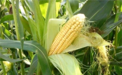 Работник китайской компании пытался выкрасть у США секретные кукурузные зерна