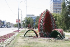 Павлодар украсили огромные лилии