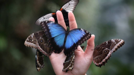 Выставка тропических бабочек пройдет в Павлодаре