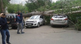 40-метровый тополь рухнул на припаркованные авто в Павлодаре