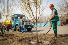 Булат Бакауов выразил претензию по поводу плохой приживаемости растений в областном центре