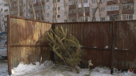 Варварским назвали биологи способ утилизации новогодних елок в Павлодаре