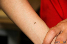 В этом году начало нашествия комаров в Павлодарской области ожидают с 10 мая