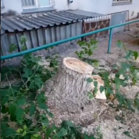 На снос двух деревьев во дворе пожаловались жители дома в Павлодаре