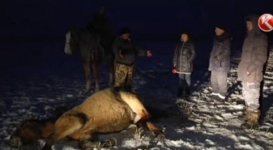 Табун лошадей в акмолинской степи расстрелял бизнесмен