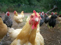 Павлодарская область признана самой обеспеченной куриным мясом в стране