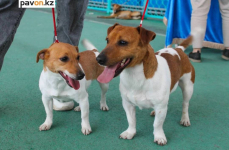 70 породистых собак поучаствовали в международной выставке в Павлодаре