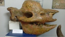 Найденный в Павлодарском Прииртышье череп носорога признан самым молодым на планете