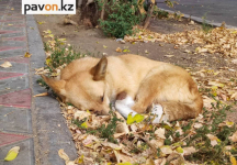 В Павлодаре к открытию готовится первый государственный приют для бездомных животных