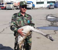 Очередного спасенного лебедя-шипуна временно передадут на лыжную базу в селе Павлодарском