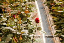 В Павлодарской области хотят выращивать разноцветные розы и выпускать замороженный картофель-фри