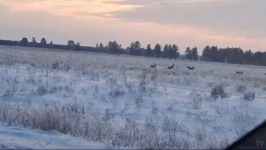 Косули попали в объектив камеры в лесу Павлодарской области