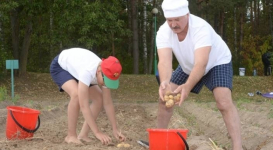 Лукашенко накопал с сыном 70 мешков картофеля