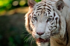 В индийском зоопарке тигр убил школьника