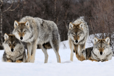 Сколько волков обитает в Павлодарской области