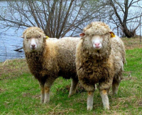 Животноводы района Аккулы хотят разводить тонкорунных овец по госпрограмме