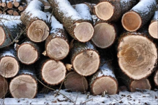 В Павлодаре участились случаи незаконной вырубки леса