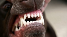 В Костанае мать укушенного собакой грудного ребенка намерена обратиться в суд