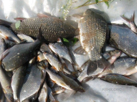 Больше полутонны рыбы нашли в машине у жителя Павлодарской области полицейские