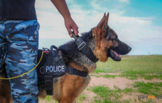 Павлодарские наркополицейские пройдутся по студенческим общежитиям со служебной собакой