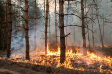 Житель Павлодарской области выбросил окурок в лесу и устроил пожар