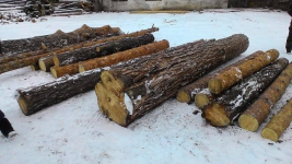 Спилившие 200 кубометров леса работники резервата уверяют, что это сухостой