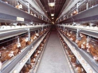 До 8 тыс. тонн мяса курицы в год увеличат производство на птицефабрике в Павлодаре к 2016 году