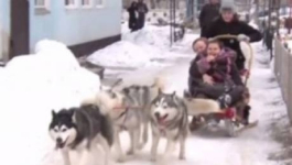 В Павлодаре дети из реабилитационного центра покатались на собачьей упряжке