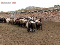 В Павлодарской области крестьянам раздали свыше 6000 овец