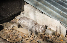 Как реализуется проект приюта для бездомных животных в Павлодаре