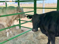 Вопросы производства молочной продукции обсуждаются на масштабном форуме, который стартовал в Павлодаре