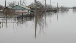 Павлодарские водолазы не хотят вылавливать трупы утонувших коров