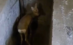 Почему косули часто заходят в населенные пункты