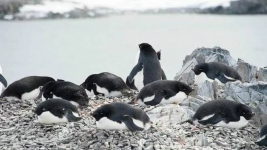 150 тысяч пингвинов умерли от голода в Восточной Антарктике