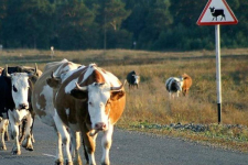 Очередное ДТП из-за бесхозного скота произошло на трассе в Павлодарской области