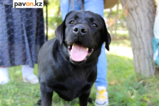 В Павлодаре пройдет международная выставка собак