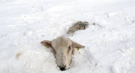 Похолодание в Павлодарской области «убило» пятьсот овец