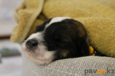 Благотворительную фотоссесию с собаками разных пород и щенками из приютов перенесли на 1 июля