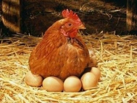 Павлодарская область в 2015 году сможет отказаться от импорта яиц