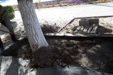 В Павлодаре возле учебного заведения зацементировали дерево