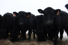 В Павлодарскую область завезли 1 800 голов крупного рогатого скота по различным госпрограммам