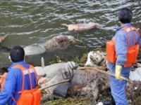 В Китае вновь нашли около сотни мертвых свиней в реке Люянг